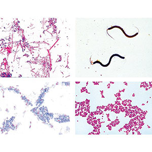 Bacteria Slide Set